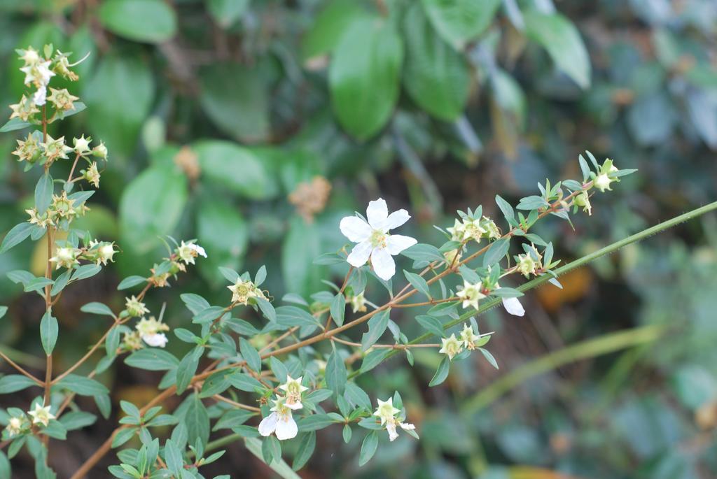 Pousada Estalagem Moeda Real 外观 照片